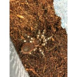 Acanthoscurria Geniculata Braziliaanse Witknie Vogelspin Med