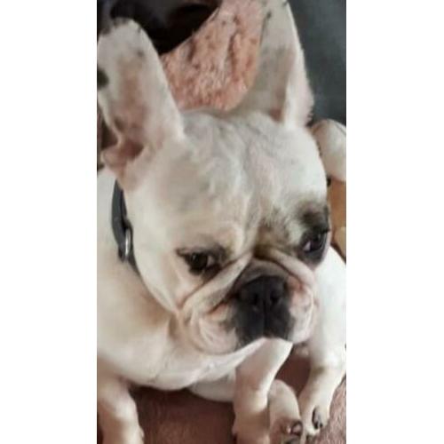 Lieve Bella/franse bulldog/hond