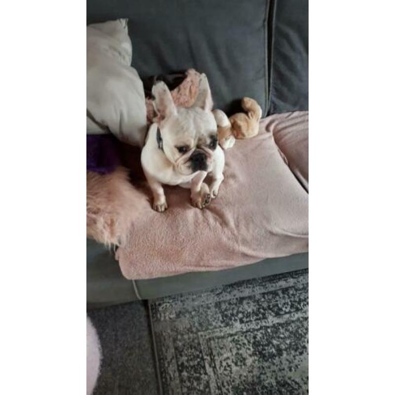 Lieve Bella/franse bulldog/hond