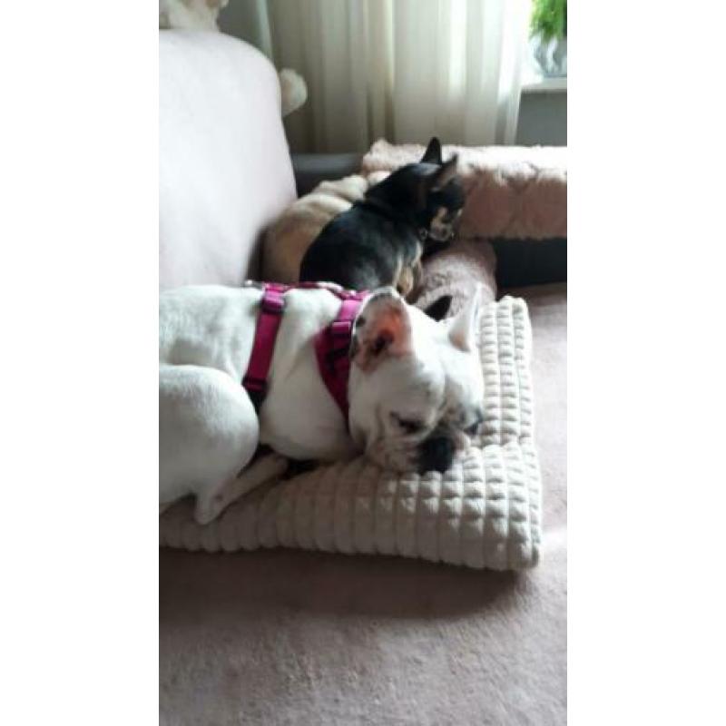 Lieve Bella/franse bulldog/hond