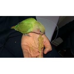 Tamme groene Agapornis Roseicollis