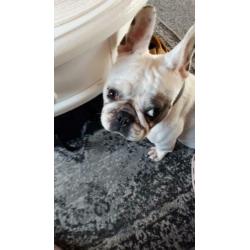 Lieve Bella/franse bulldog/hond