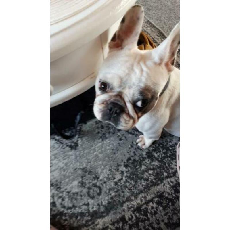 Lieve Bella/franse bulldog/hond