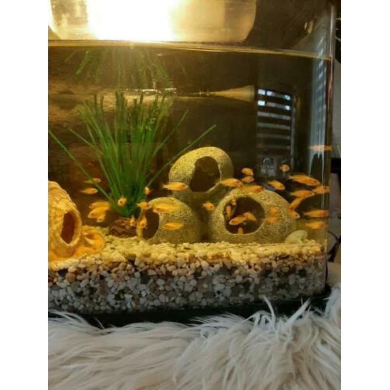 Te koop jonge chiclide vis