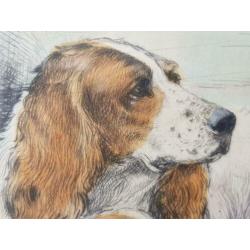 Antieke ingelijste ets uit Engeland van hond met puppies.