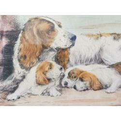 Antieke ingelijste ets uit Engeland van hond met puppies.