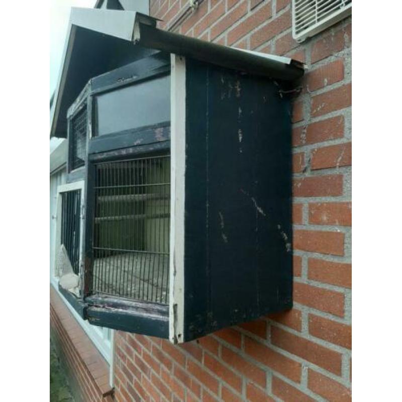 Te koop Duivenkooi / tortel