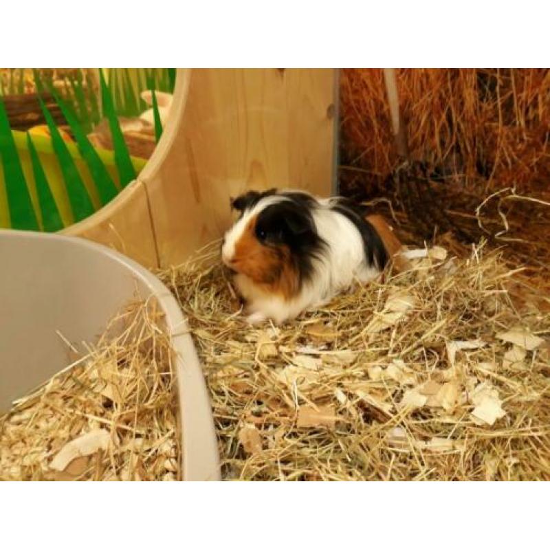Super lief Sheltie cavia zeugje te koop!