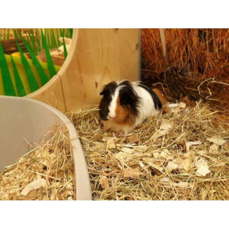 Super lief Sheltie cavia zeugje te koop!