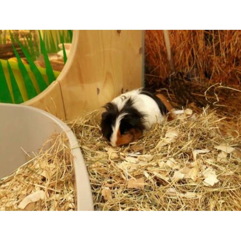 Super lief Sheltie cavia zeugje te koop!