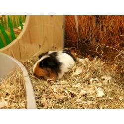 Super lief Sheltie cavia zeugje te koop!