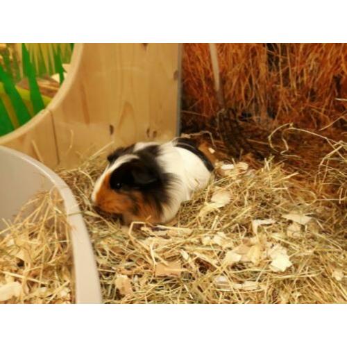 Super lief Sheltie cavia zeugje te koop!