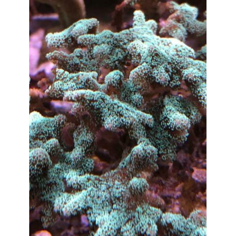 Stylophora blauw en Seriatopora Caliendrum groen stekjes