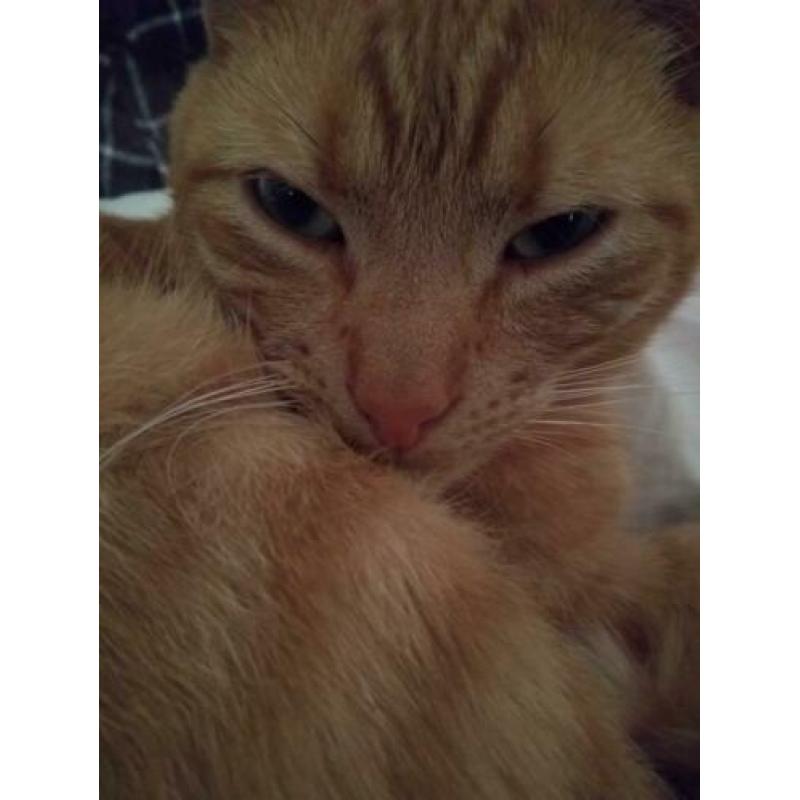 Rode kater vermist! Emmermeer