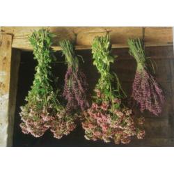 KRUIDENTUIN * Seasons *