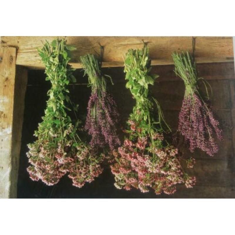 KRUIDENTUIN * Seasons *