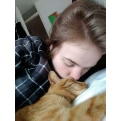 Rode kater vermist! Emmermeer