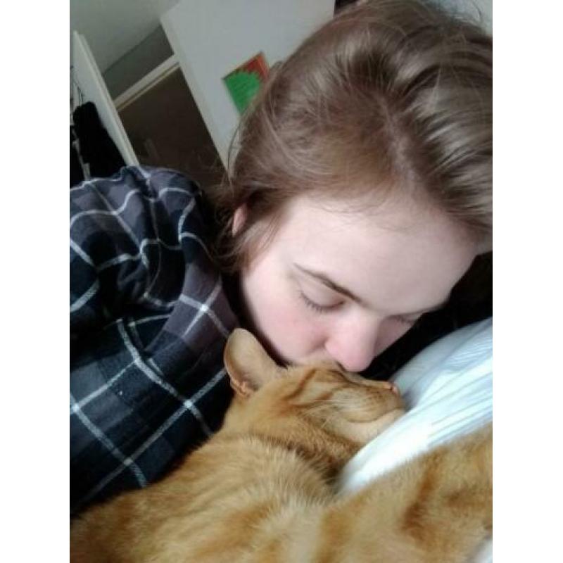 Rode kater vermist! Emmermeer