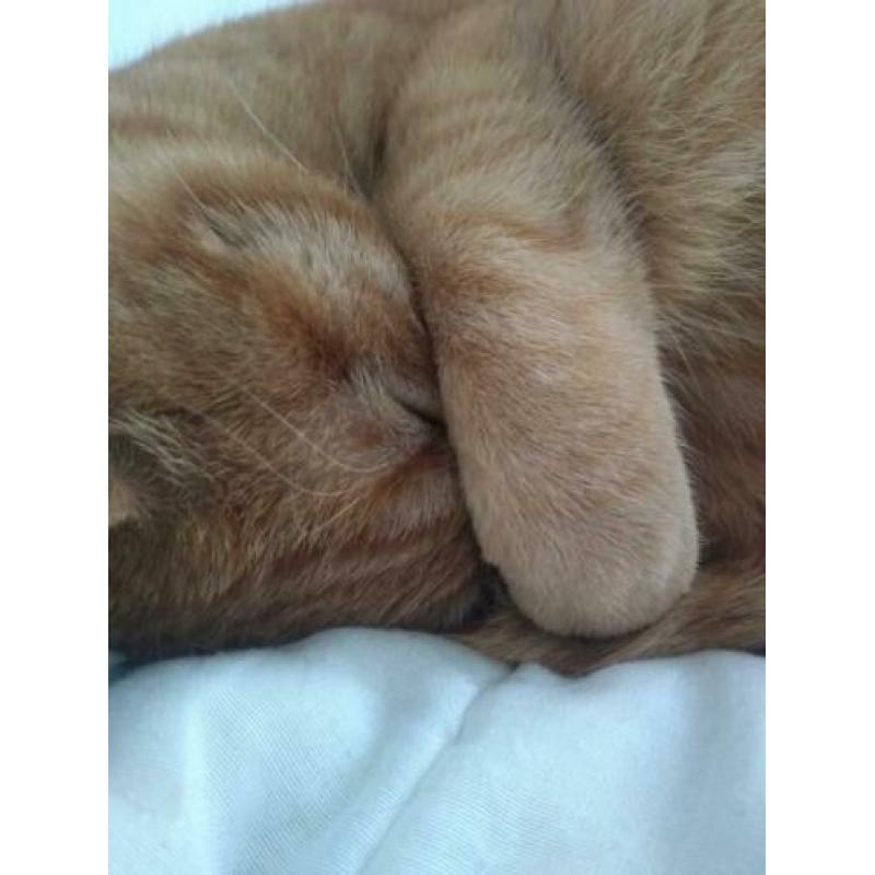 Rode kater vermist! Emmermeer
