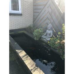 Mooie complete vijver