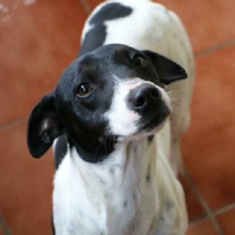 ACE: Tudor is een vriendelijk ventje, goed met andere honden