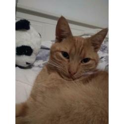 Rode kater vermist! Emmermeer