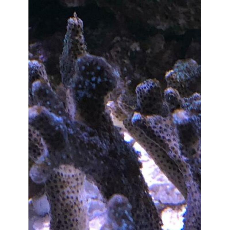 Stylophora blauw en Seriatopora Caliendrum groen stekjes