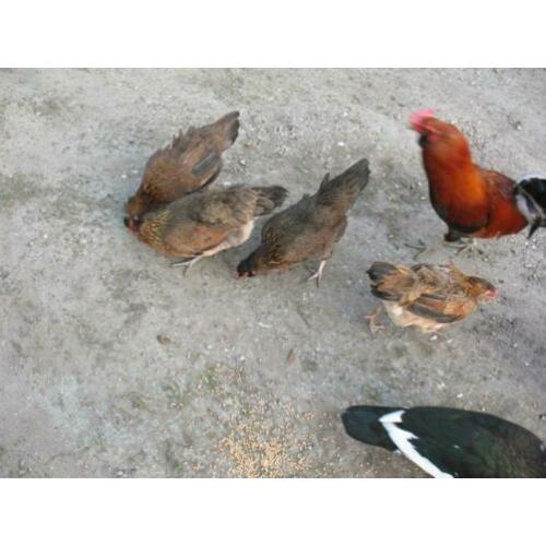 Broedeieren Araucana kippen groot met staart en groene eiere
