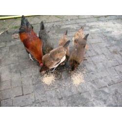 Broedeieren Araucana kippen groot met staart en groene eiere