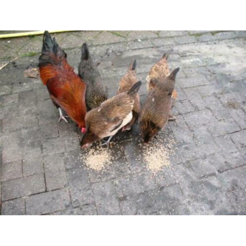 Broedeieren Araucana kippen groot met staart en groene eiere