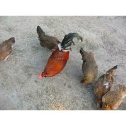 Broedeieren Araucana kippen groot met staart en groene eiere