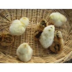 Broedeieren Araucana kippen groot met staart en groene eiere