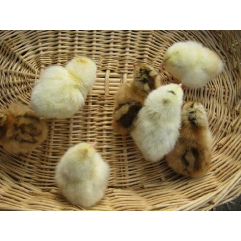 Broedeieren Araucana kippen groot met staart en groene eiere