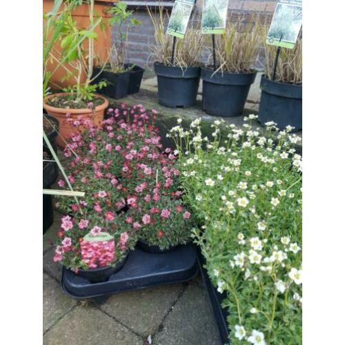 Vaste planten uitverkoop stunt nérgens goedkoper op is op