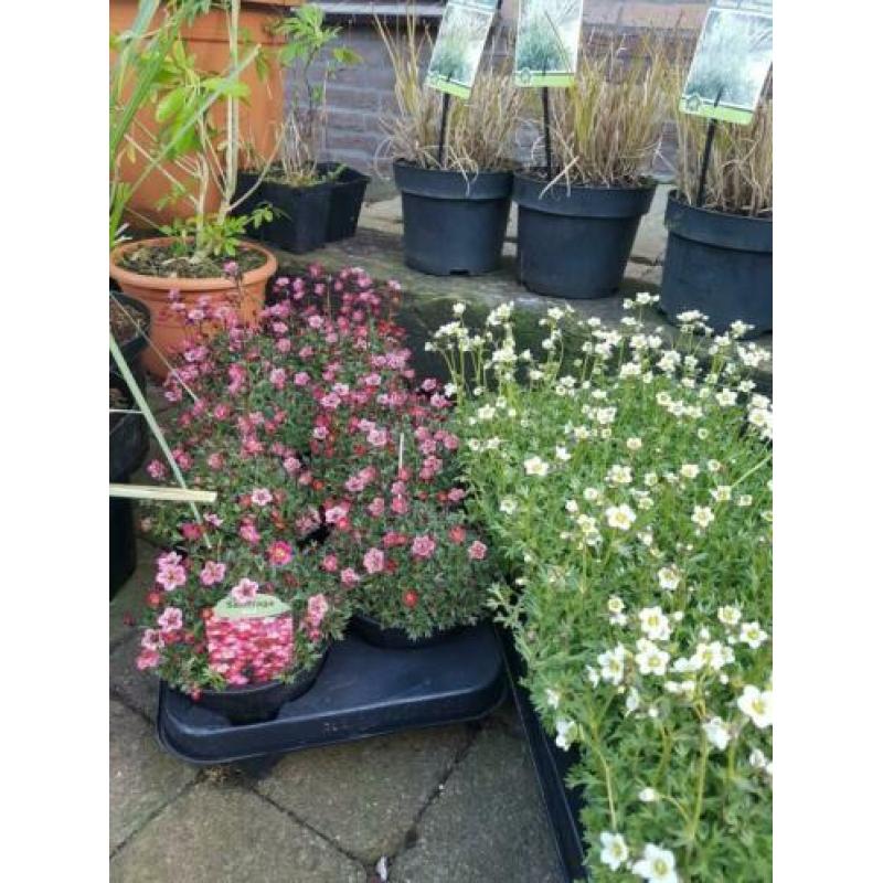Vaste planten uitverkoop stunt nérgens goedkoper op is op