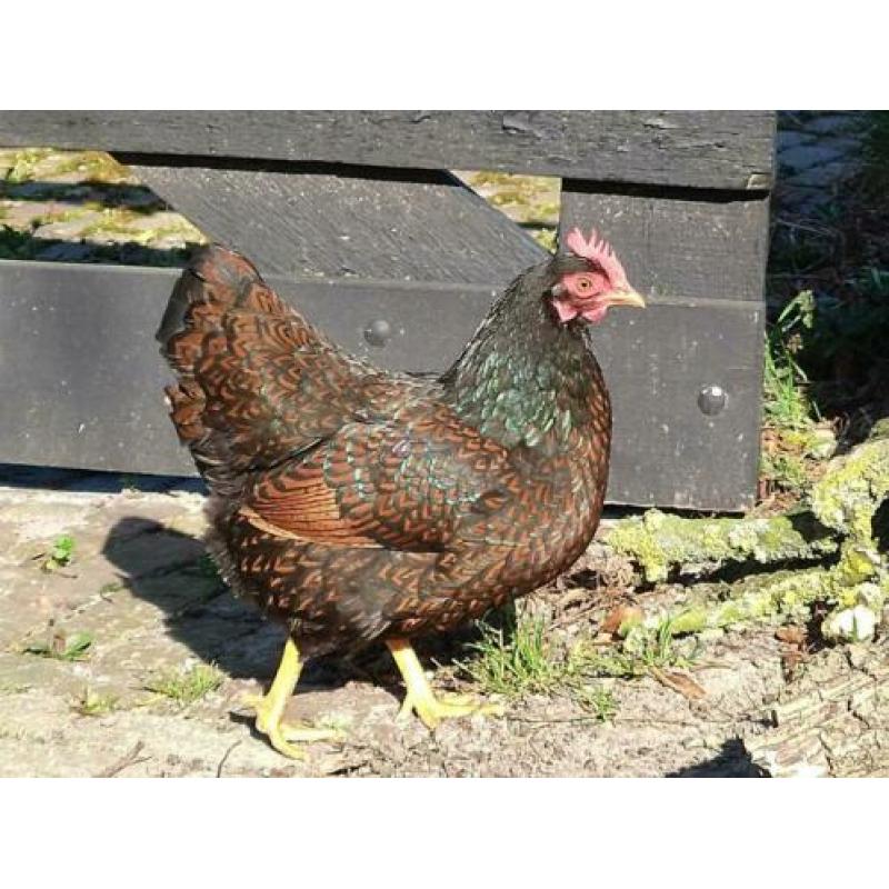 Omlet Eglu Go UP kippenhok + 2 kippen + ren