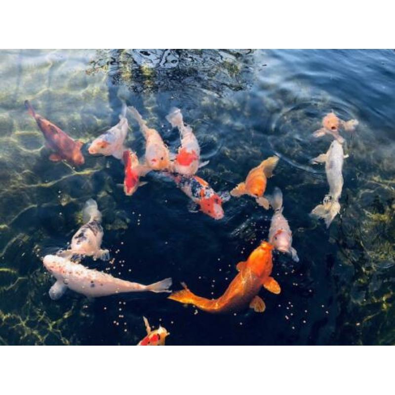 Koi karpers