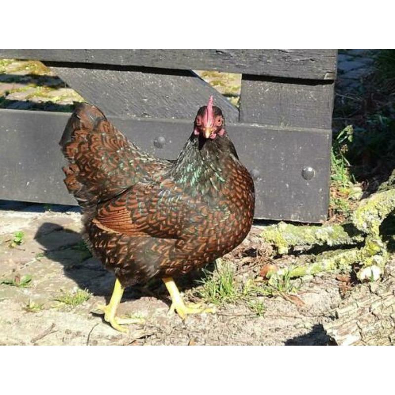 Omlet Eglu Go UP kippenhok + 2 kippen + ren