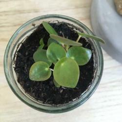 Pannenkoekenplant in glazen potje