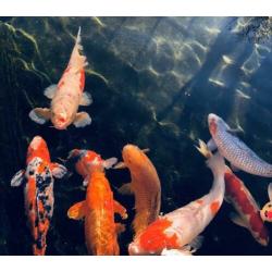 Koi karpers
