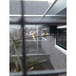 Roodrug parkieten