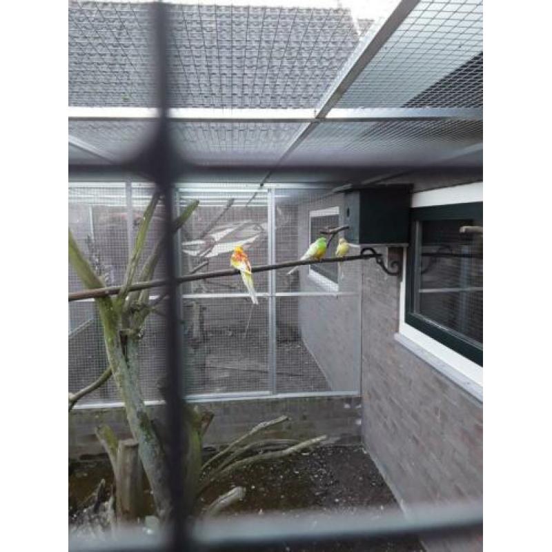 Roodrug parkieten