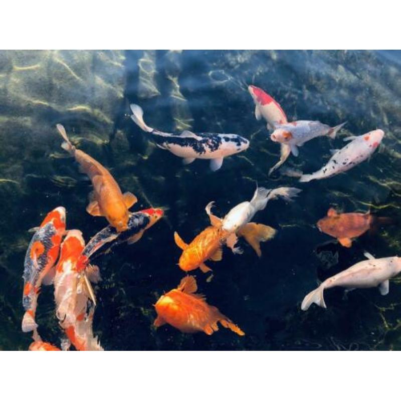 Koi karpers