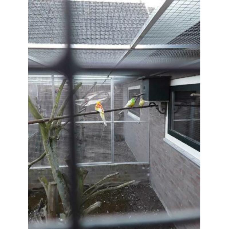 Roodrug parkieten