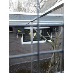 Roodrug parkieten