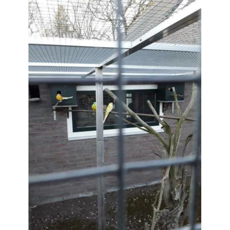 Roodrug parkieten