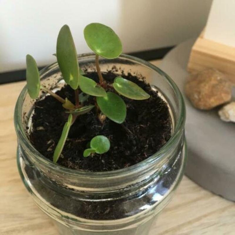 Pannenkoekenplant in glazen potje