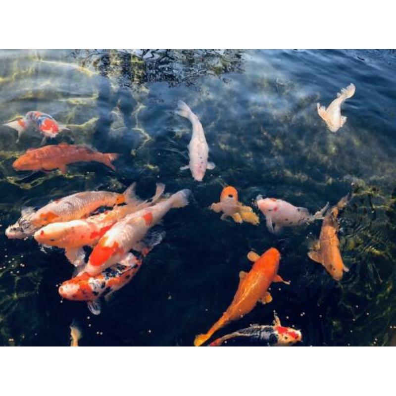Koi karpers