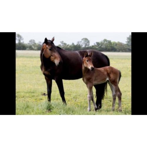 Hengst veulen Zirocco Bleu x Cardento x Quidam de Revel