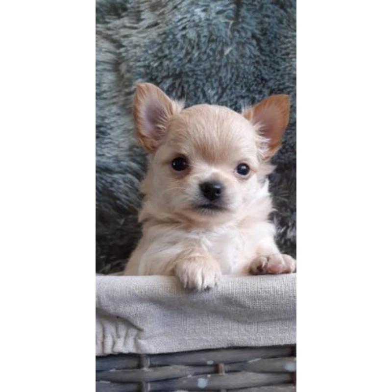 Chihuahua s raszuiver